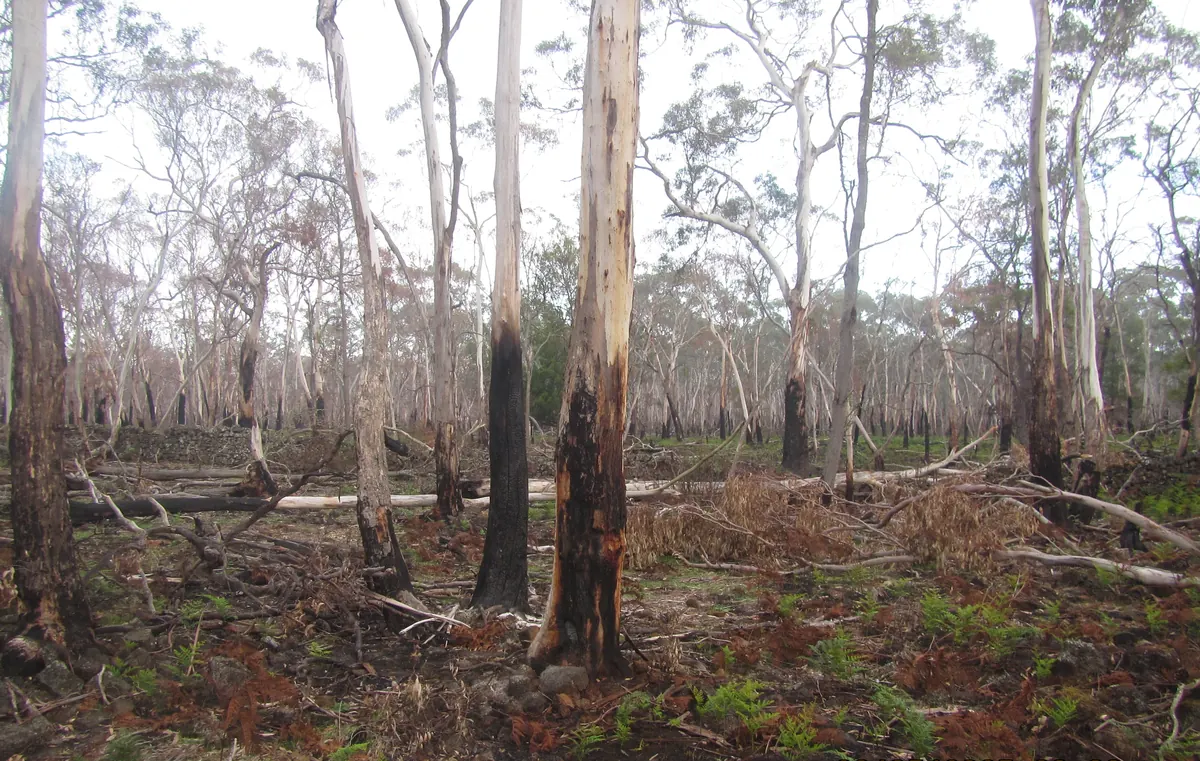 Forest after a bushfire