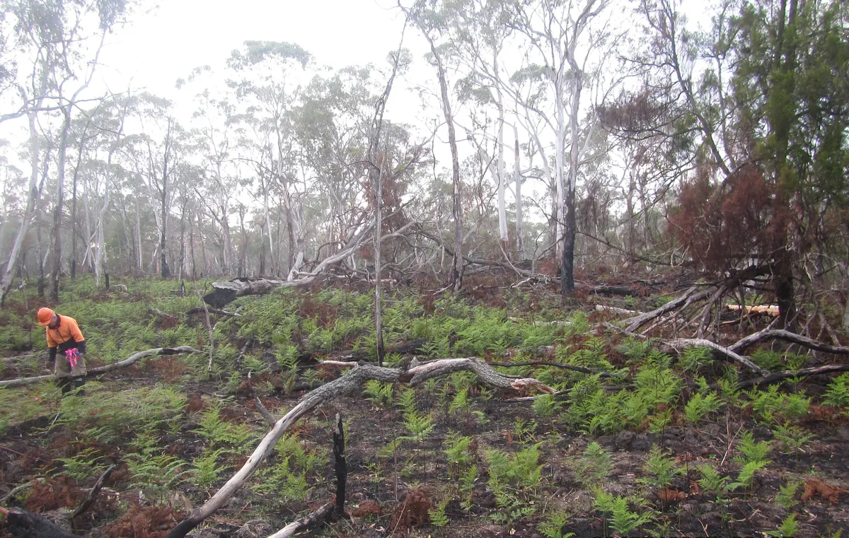 Vegetation regeneration survey