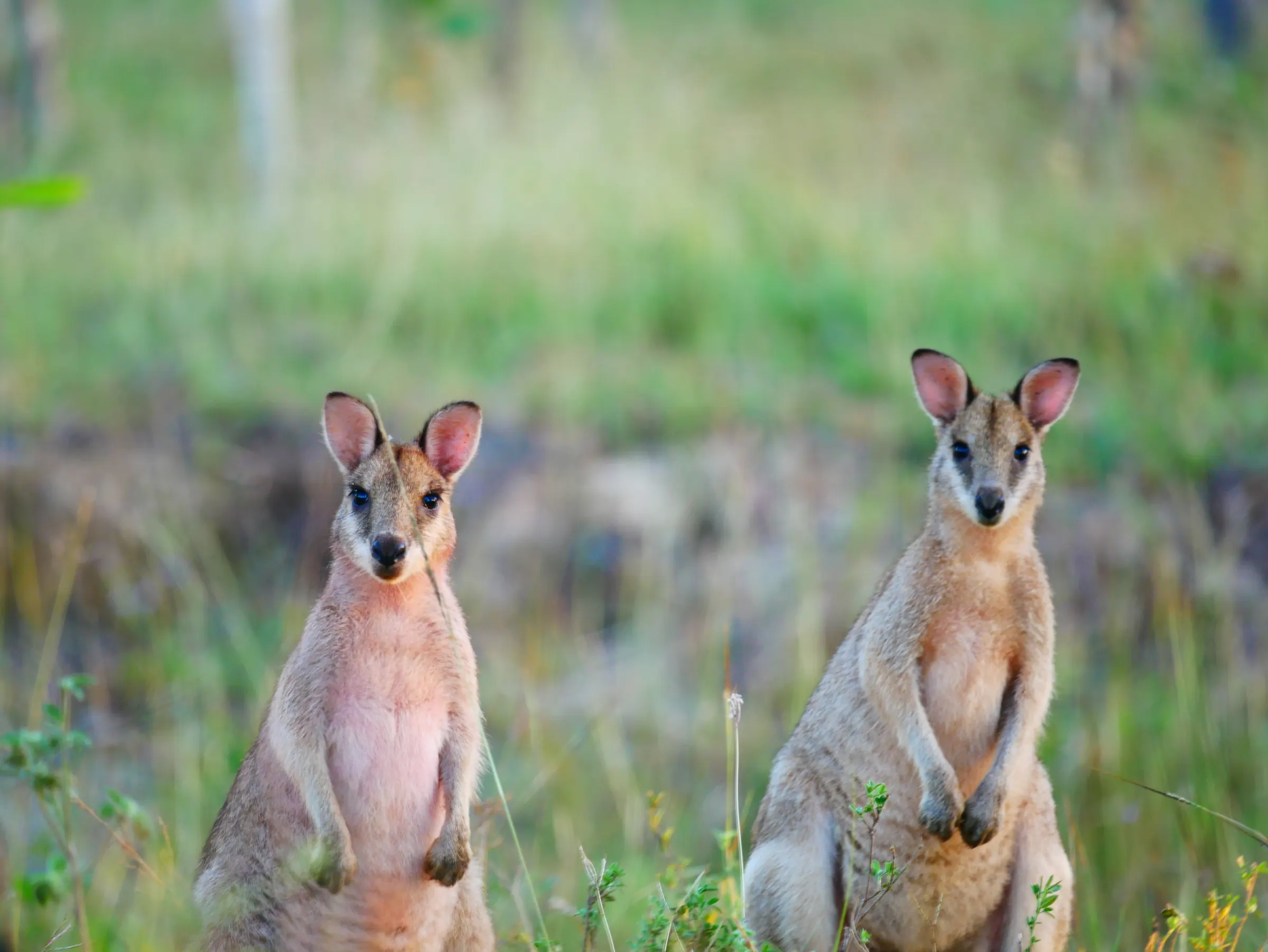 Wallabies standing in a bushland landscape