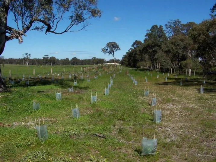 Revegetation planting associated with timber inventory fieldwork