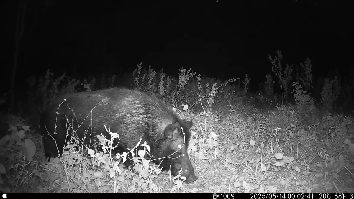 Camera trap used for biodiversity observations
