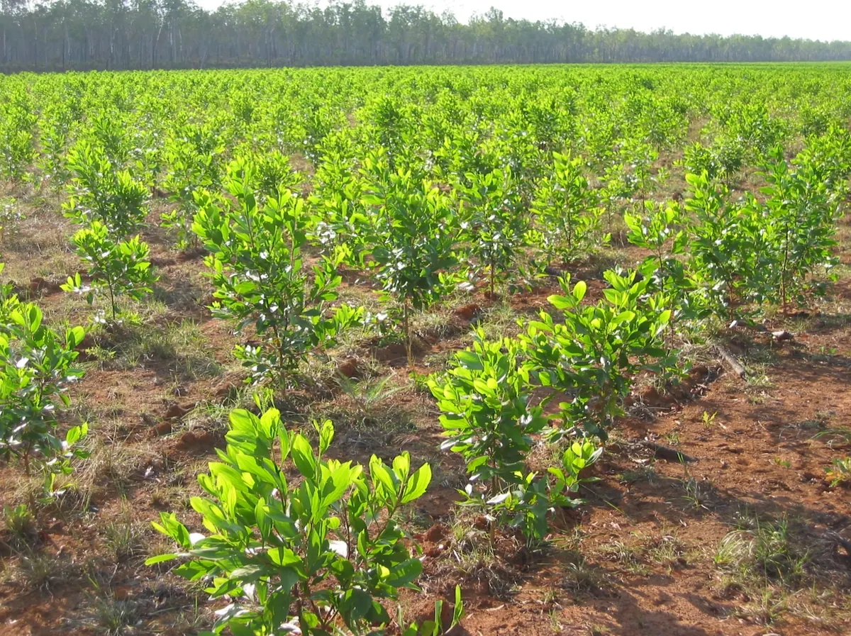 Planting work in the field