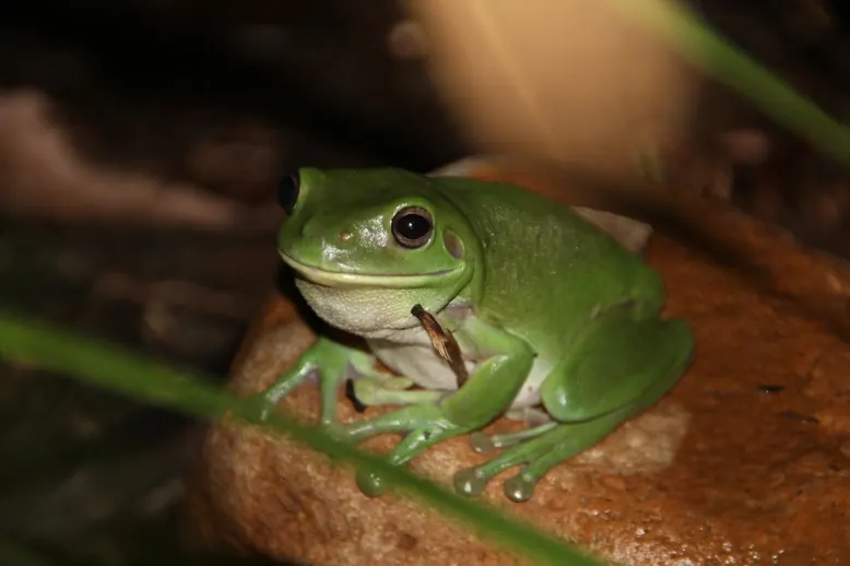 Green tree frog resting on vegetation