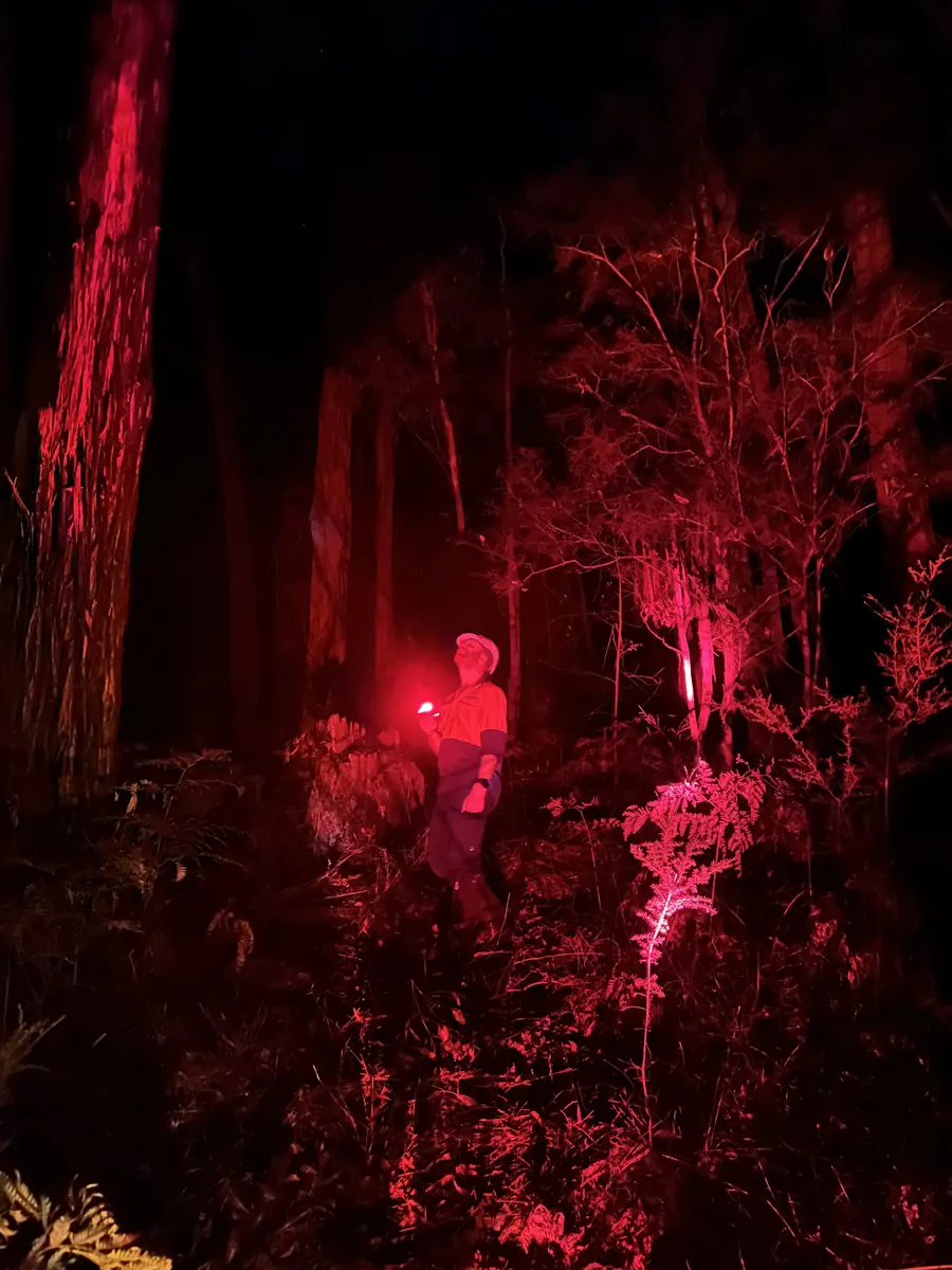 Glider observed during a night wildlife survey