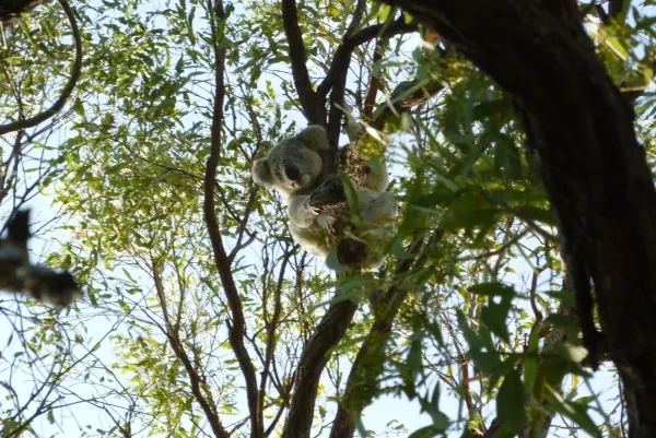 Koala resting in the fork of a tree