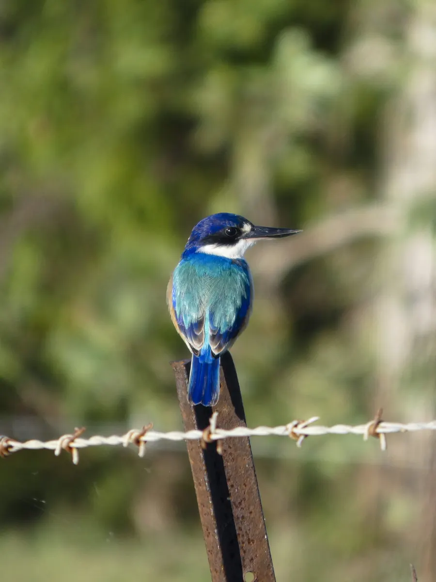 Sacred kingfisher on a branch